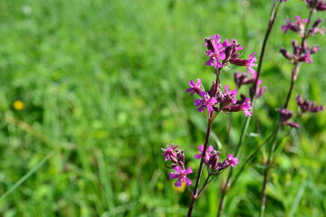 Obraz premium a purple flower on the green field copy space