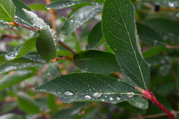 Fototapeta premium a leaf with water droplets on it on the bush with green leaves