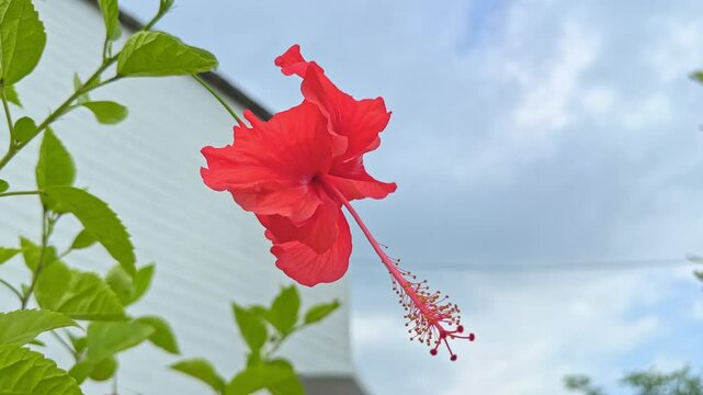 Red Hibiscus flower swaying gently in the wind