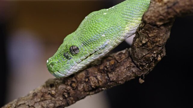Green tree python rests on a branch in a close-up shot highlighting its vivid scales and texture