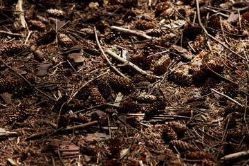 Close up of dry earthy ground with bark twigs and leaves in shade with natural sunlight 