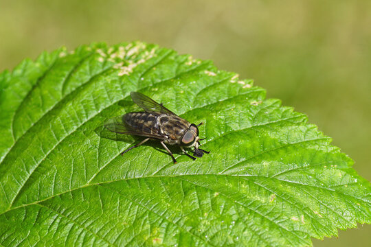 Close up female Large marsh horsefly (Tabanus autumnalis). Family Horse-flies, gadflies (Tabanidae). On a leaf. Dutch garden, June.	