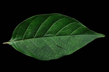 A close-up shot of a single leaf on a dark, matte surface