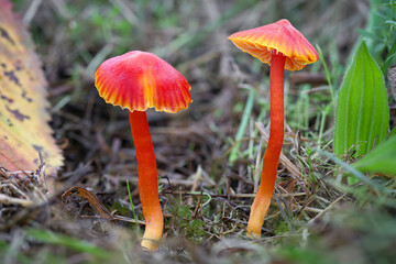 Hygrocybe coccinea mushrooms sometimes called scarlet waxcap