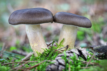 Edible mushrooms Hygrophorus hypothejus commonly known as olive-brown waxy cap or herald of winter in mossy forest