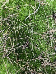 Green grass in the wood with fir needles on it. Beautifil autumn nature