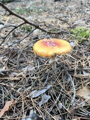 Mushrooms in an autumn wood. 
Fly agaric, porcini mushroom, chanterelle mushrooms, wild, nature