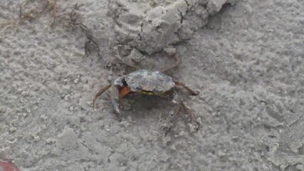 Crab
