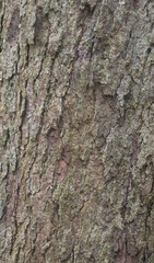 Beautiful close-up of the bark of sapindus drummondii