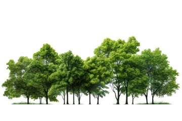 Outdoors woodland nature forest.