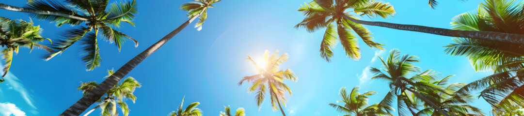 Palm leaves on blue sky background Coconut tree on the sky  against a clear blue sky Fresh .clear sky, fresh, tropical, sunny,
