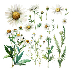 Daisy flower watercolor clipart Chamomile illustration, Daisy flower watercolor clipart. Chamomile illustration isolated on white. wild chamomile set, wild daisy set, watercolor style