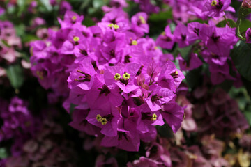 Massif de Bougainvillier en floraison rose fushia