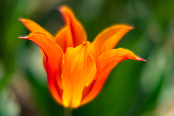 Fototapeta premium 日差しに包まれるチューリップ20220409-3