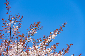 青空と山桜20220409