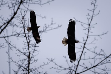 Eagles Soaring