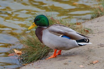 Obraz premium A Mallard Drake on a Cost of Lake. Beautiful Scene of a Male Duck Floating Peacefully on the Water. Tranquil Nature Setting with Reflections in the Calm Lake.