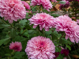 Close-Up of Vibrant Pink Chrysanthemums in Full Bloom