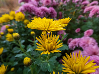 Vibrant Yellow and Pink Chrysanthemums in Bloom