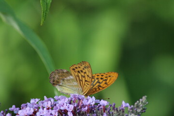 A vibrant butterfly perched on purple flowers in a lush garden during a sunny afternoon, showcasing beautiful patterns