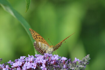 A butterfly gracefully perched on vibrant flowers in a sunny garden setting during the summer months