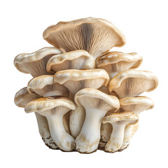 Fototapeta premium Cluster of Mushrooms with Cream Caps and White Stems Isolated on a Transparent Background