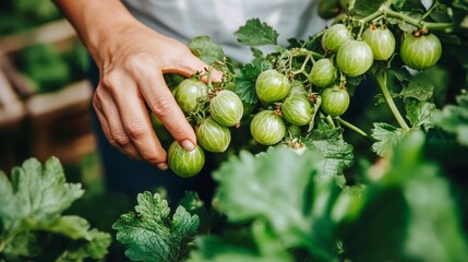 Womans Hands Harvesting Ripe, Green Gooseberries from a Lush Garden on a Sunny Summer Day.