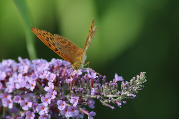 A butterfly perched on vibrant purple flowers in a sunny garden during the summer afternoon