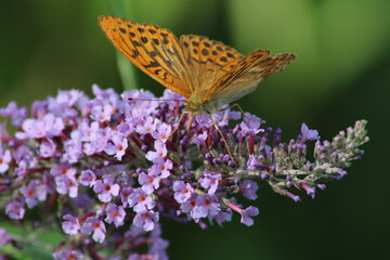 A vibrant butterfly perched on blooming purple flowers during a sunny day in the garden, showcasing nature's beauty and grace