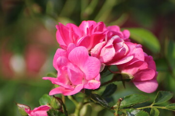 Fototapeta premium Beautiful pink roses blooming in a lush garden during a sunny day in spring