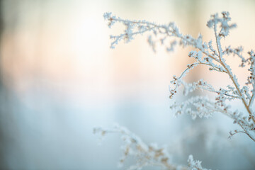 frost on grass, plants in winter early in the morning, natural winter phenomenon, natural winter background