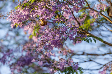 Close-up view of purple jacaranda flowers.