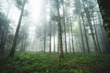 Obraz premium Foggy or misty forest scene. Autumn morning thick fog, moody atmosphere, ultra-wide, low-angle, no people
