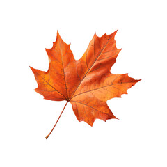 Fototapeta premium Vibrant Autumn Maple Leaf: A Captivating Display of Nature's Artistry, Showcasing Rich Hues of Orange and Details That Capture the Essence of Fall's Beauty and Change.