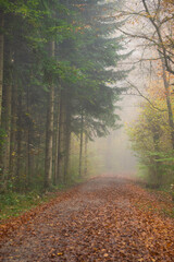 Foggy forest scene in late autumn. Thick morning haze, moody atmosphere, no people
