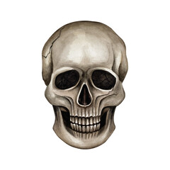 Human skull from the front. Watercolor isolated illustration on the white background. The skull can be used in textile patterns, on T-shirts, in compositions with flowers and insects, for Halloween