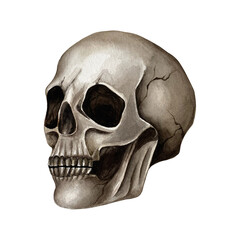 Obraz premium Human skull, side view. Watercolor illustration on the white background. The skull can be used in textile patterns, on T-shirts, for creating compositions with flowers and insects, for Halloween.