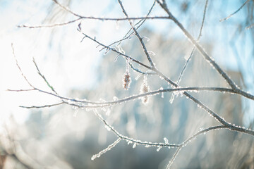 tree branches covered with frost in winter early in the morning, natural winter phenomenon, natural winter background