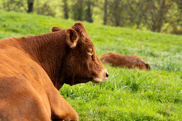 Brown, Limousine breed cow sitting in a field in Europe