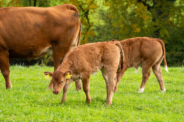 Brown, Limousine breed cows and young calves grazing in a field in Europe. Calve feeding on udder, no people