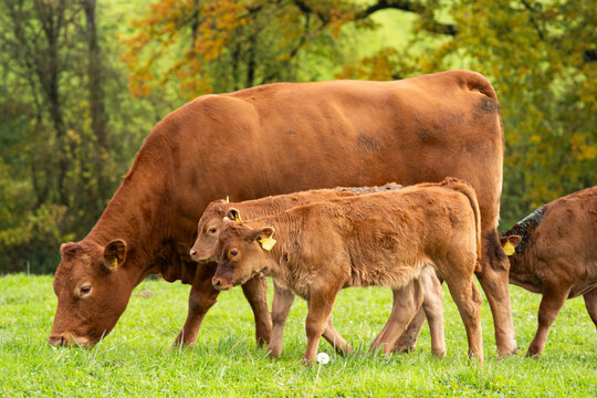 Brown, Limousine breed cows and young calves grazing in a field in Europe. Calve feeding on udder, no people