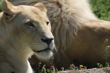 White lion resting among greenery with a male lion nearby in a natural habitat during daylight hours