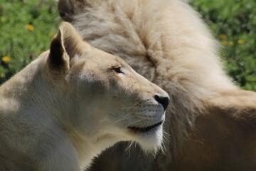 White lion resting in a serene outdoor habitat surrounded by greenery during a sunny day