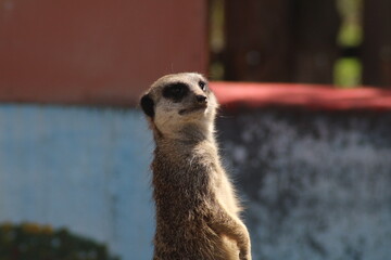 A curious meerkat stands upright, observing its surroundings under bright sunlight in a natural habitat