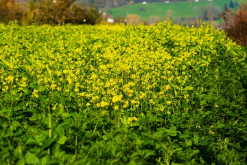 Yellow mustard field plants on a farm field in Europe. Late October, wide angle, no people