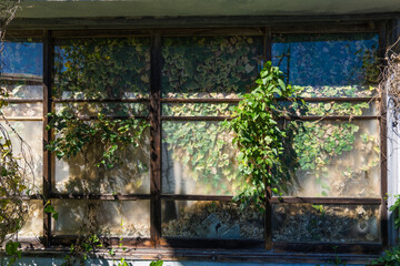 植物が屋内に蔓延る放置された建物