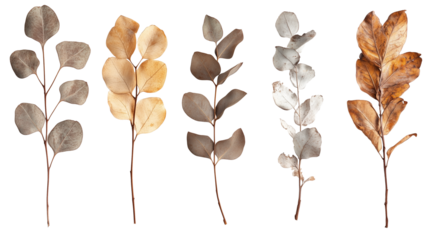 Set of dried brown autumn eucalyptus leaves isolated on transparent background