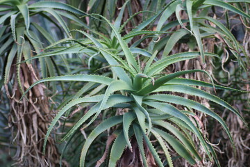 Obraz premium Aloe vera plant showcasing vibrant green leaves in a natural garden setting, illuminated by soft sunlight