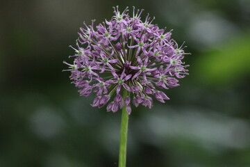 Beautiful purple allium flower standing tall in a lush garden during spring