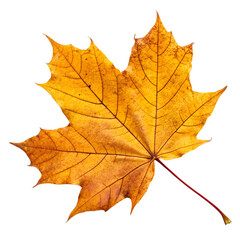 Fototapeta premium A single golden maple leaf, cropped close, isolated on a transparent background